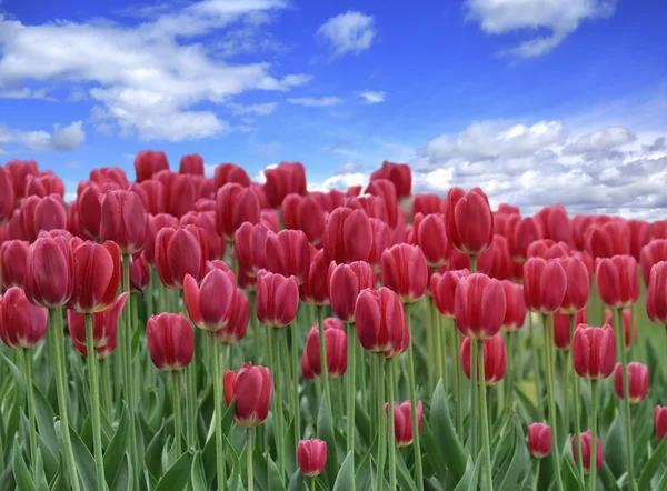 Tulips Field — Stock Photo, Image