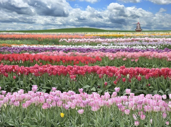 Tulips Field — Stock Photo, Image