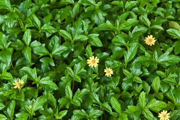 stock image Nature background of green leaf and yellow flower