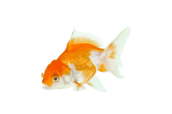 stock image Gold fish