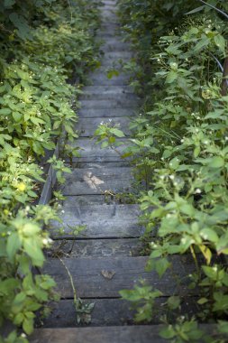 Wooden stairs clipart