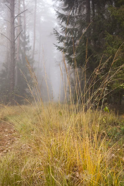 Sonbahar ormanda çimenler yığın — Stok fotoğraf