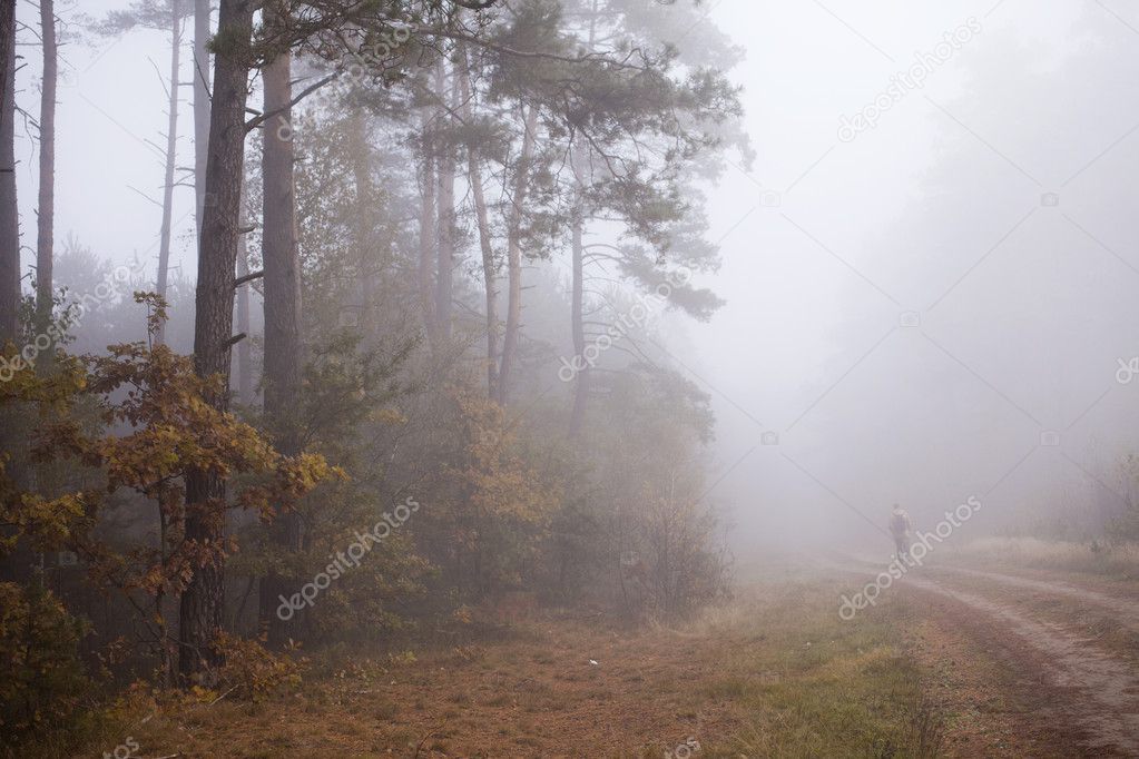 Fog in a autumn wood