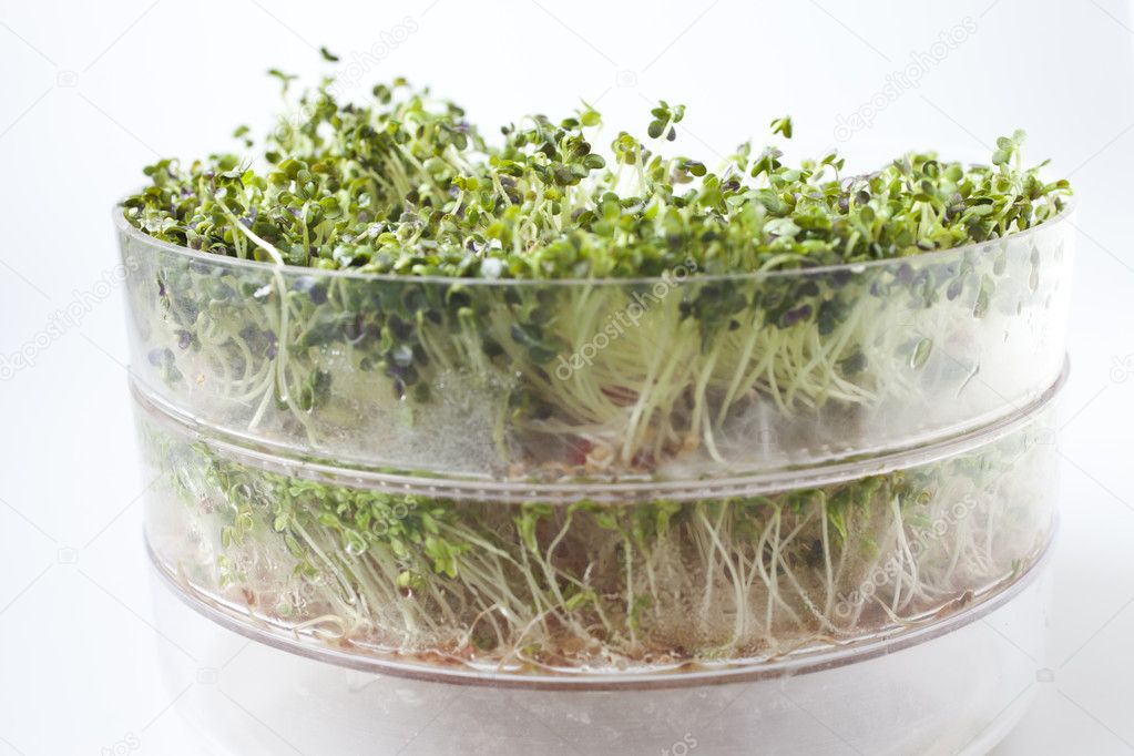 Cress sprouts in a container