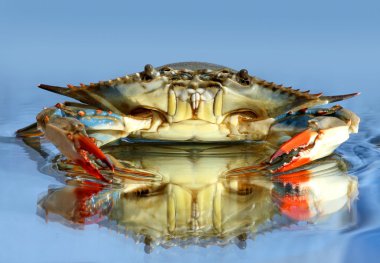 Live blue crab clipart