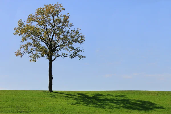 stock image Field with green grass and tree