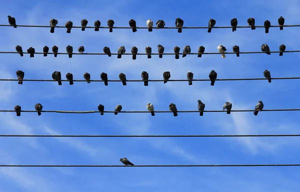 stock image Pigeons on Electric Wire