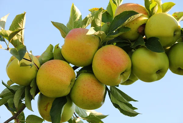 stock image Golden apples