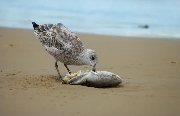Seagull eating a dead fish — Stock Photo, Image