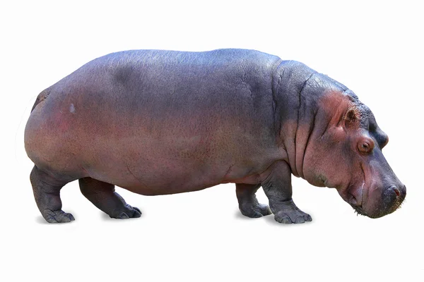 Hipopotam na białym tle — Zdjęcie stockowe
