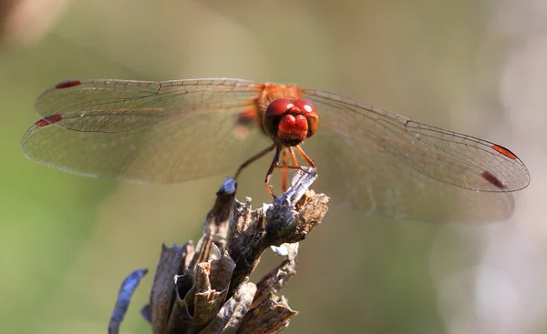 Uma libélula vermelha em repouso — Fotografia de Stock