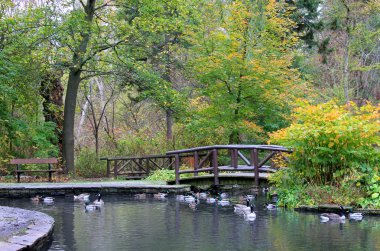 Köprü ve göl sonbahar Park