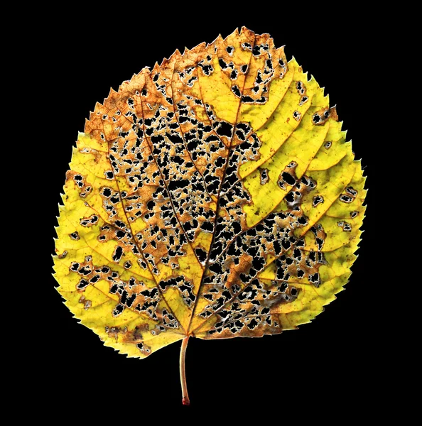 Autumn leaf with holes — Φωτογραφία Αρχείου