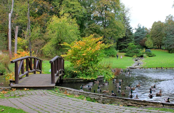 stock image Bridge and lake at autumn park