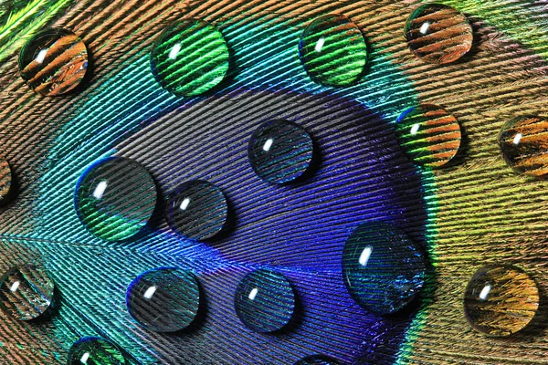 Close-up opnamen van een pauw veren met druppels — Stockfoto