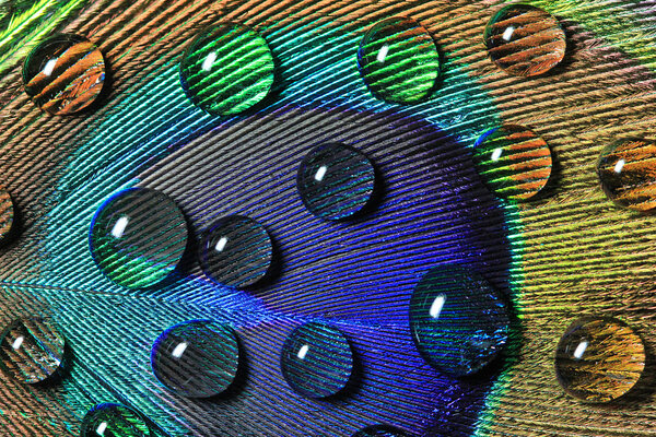 Close up shoot of a peacock's feather with drops