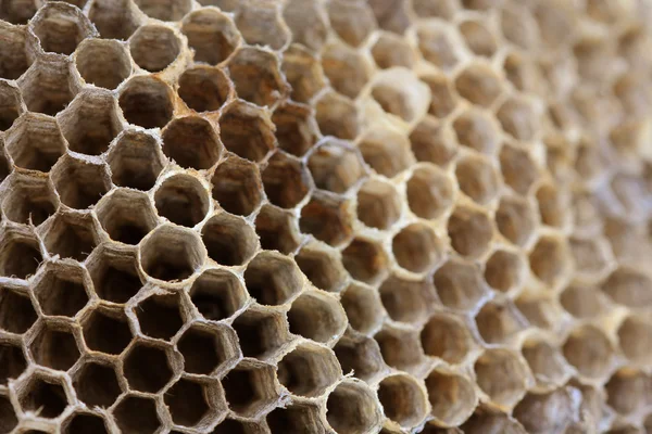 stock image Close up view of an empty wasp nest