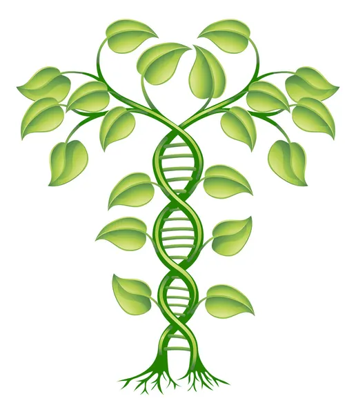 Conceito de planta DNA —  Vetores de Stock