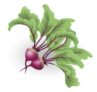 Beetroot illustration clipart