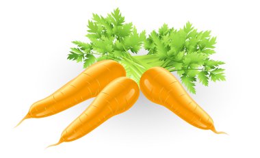 Fresh tasty orange carrots illustration clipart