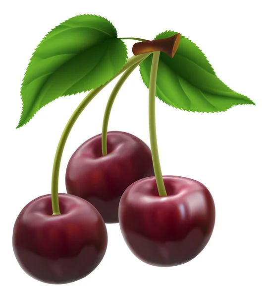 Bunch of three cherries — Stock Vector
