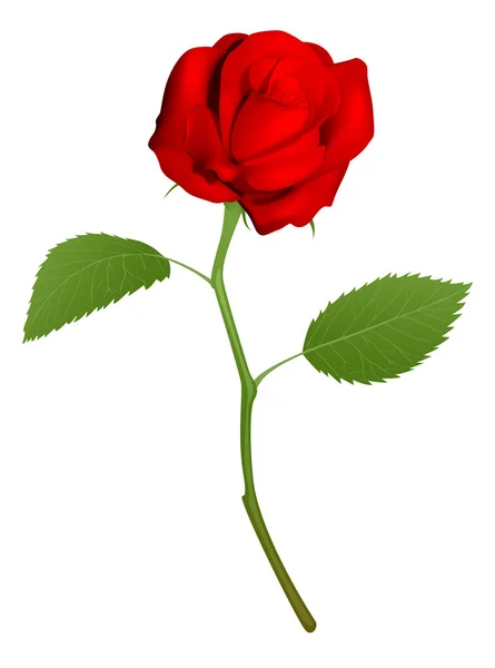 Иллюстрация красивой красной розы — стоковый вектор