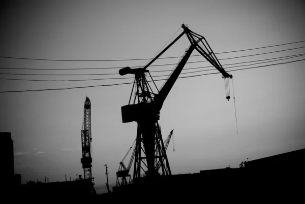 Silhouette of Cranes — Stock Photo, Image