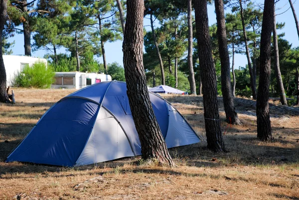 stock image Camping In Pine Forrest