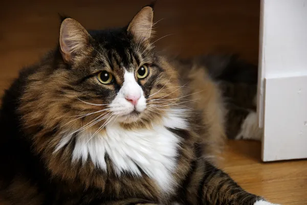 Piękny mężczyzna Norweski Las kot z szeroko otwartymi oczami Obrazy Stockowe bez tantiem
