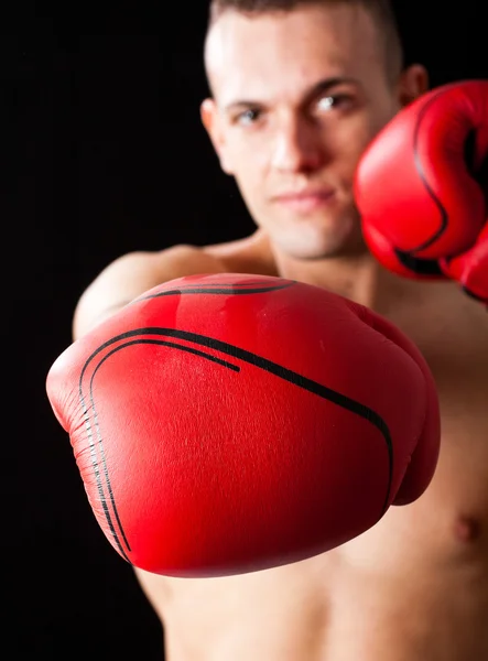 Boxer — Fotografie, imagine de stoc