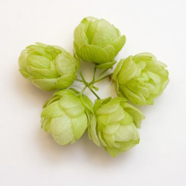 Flowers of common hop clipart