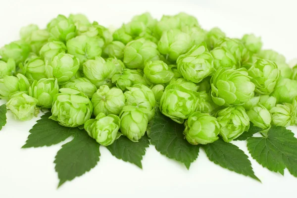 stock image Flowers and leaves of common hop