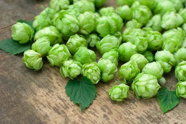 Flowers and leaves of common hop — Stock Photo, Image