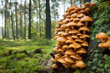 Wild mushroom on mossy trunk in the forest clipart