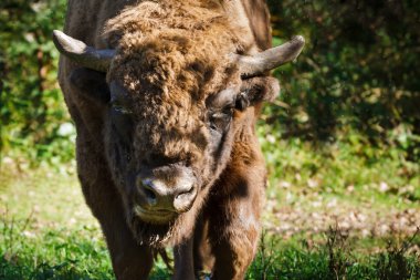 European bison walking from forest clipart