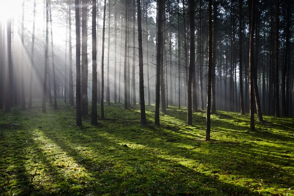 stock image Misty old foggy forest in autumn