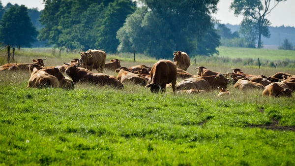 Vacas em pé no prado e comendo grama — Fotografia de Stock