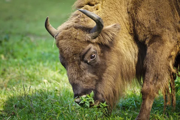 Европейские бизоны едят траву на лугу — стоковое фото