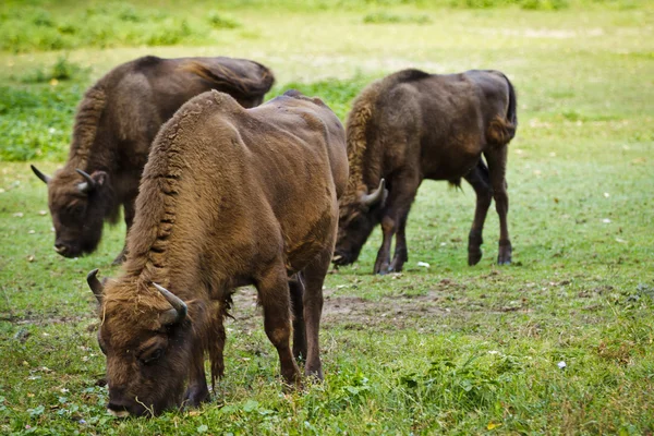 Tree european bison in the meadow — Stock Photo, Image