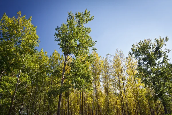 Höstens träd med gyllene löv — Stockfoto
