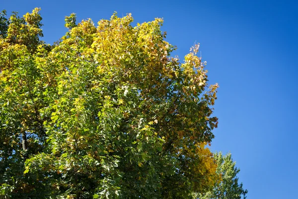 Árbol de otoño con cielo azul —  Fotos de Stock