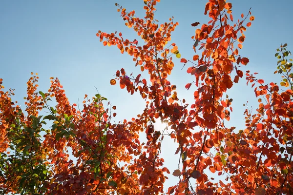 Árbol de otoño con hojas rojas —  Fotos de Stock