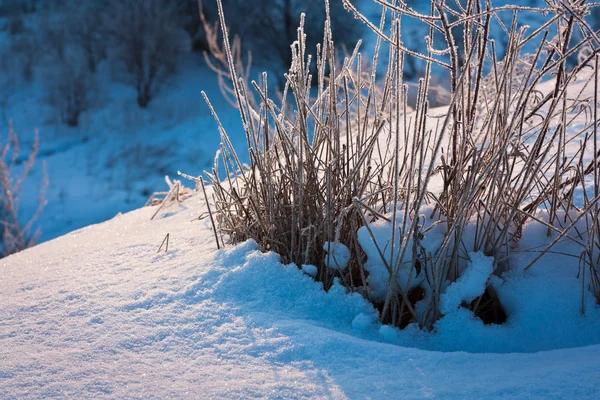 Zamražené tráva, v zimě při východu slunce — Stock fotografie