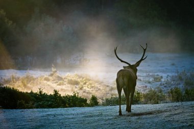 Majestic bull walking on the meadow at sunrise clipart