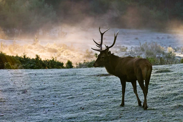 Majestic Bull sul prato all'alba — Foto Stock