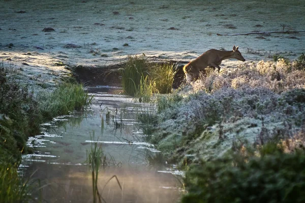 Samica łosia przechodząc przez rzekę w mrożonych łąka — Zdjęcie stockowe