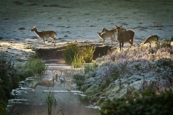Стадо лосей, стоящих у реки на замерзшем лугу — стоковое фото