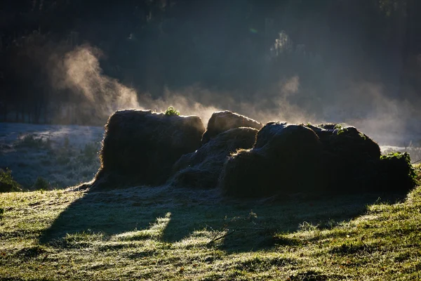 Gaine congelée sur le pré au lever du soleil — Photo