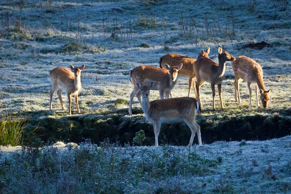 Cerfs sur prairie gelée au lever du soleil — Photo
