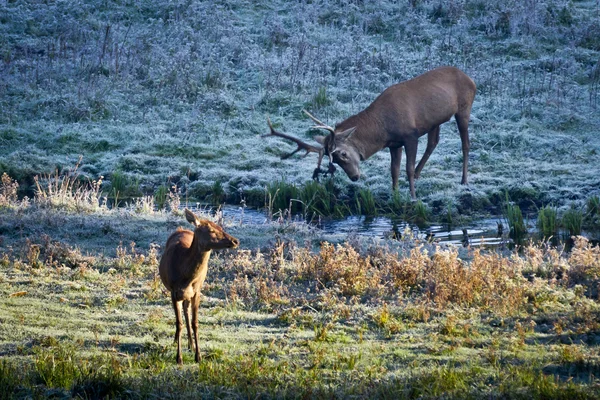 凍結の草原に川で日の出立ちの鹿 — ストック写真